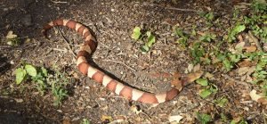 Copperhead Snake photo taken by John Jefferson